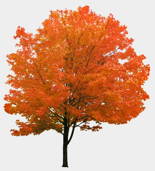 tree tree